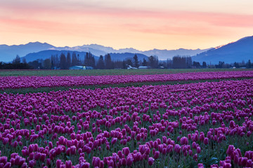 pink tulips in skagit valley, washington state