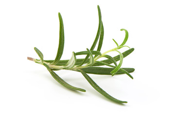 Fresh green sprig of rosemary, close-up, isolated on white background