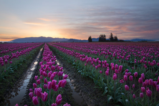 pink rows of tulips in washington state, skagit valley