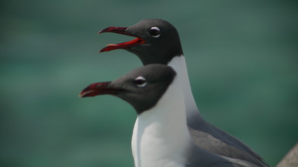 Two black and white seagulls 