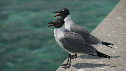 Two black and white seagulls on the seashore with an open beaks 