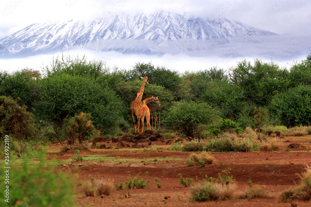 Wall mural free giraffes in tsavo national park