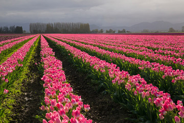pink rows of tulips in washington state, skagit valley