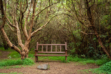 old bench in the forest