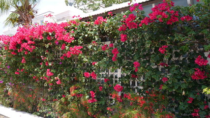 Fototapeta na wymiar Bougainvillea flowers on a sunny day