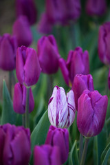 Fototapeta premium tulips growing in the northwest soil of washington state