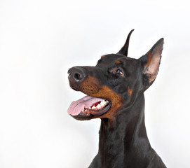 Fototapeta na wymiar dog breed Doberman pincher portrait on white background in profile