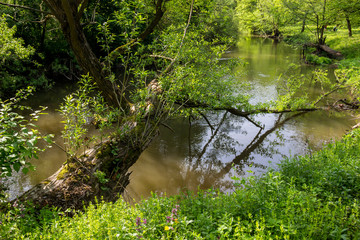 fallen tree in forest river