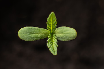 A small plant of cannabis seedlings. Seedling in the ground in the sun, The stage of vegetation...