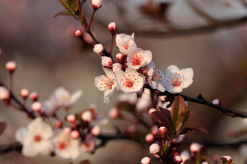 Fruits blossom, april
