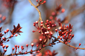 Fruits blossom, april