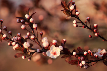 Fruits blossom, april