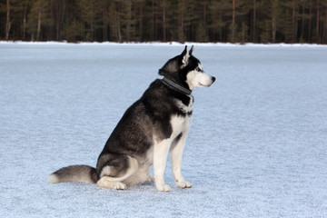 Dog breed Siberian Husky sitting on the frozen lake