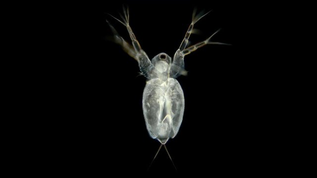 Plankton dweller ponds Branchiopoda Crustacea moina macrocopa or water flea