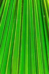 Fototapeta premium Backlit Palm Fronds Vertical