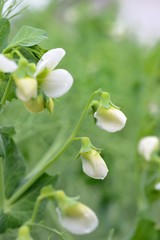 Flowering green peas, growth and maturation of pea pods.