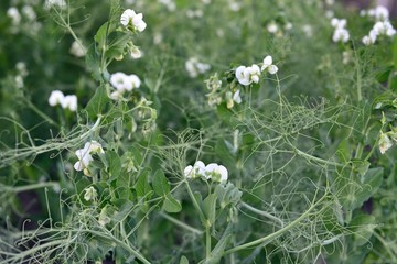 Flowering green peas, growth and maturation of pea pods.