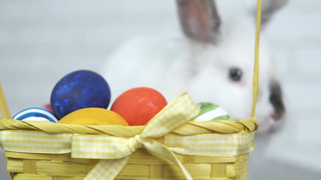 Cute Easter bunny near the basket. Adorable white bunny with a basket of Easter eggs.