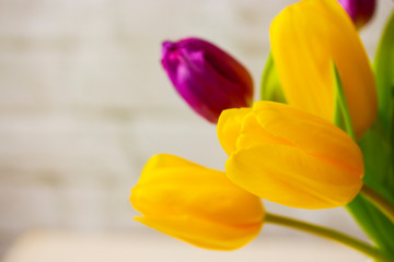 Fototapeta premium Yellow and purple fresh tulips close up, copy space card