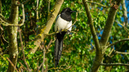 magpie in tree