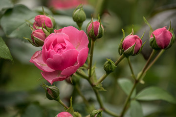 Rose flower closeup. Shallow depth of field. Spring flower of pink roseRose flower closeup. Shallow...