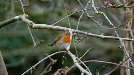 Robin in Hedgerow