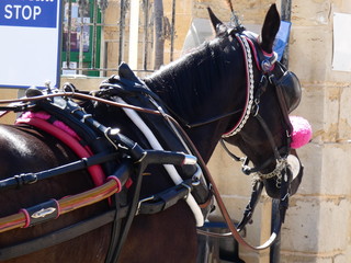 Obraz premium La Valletta isola di Malta