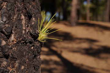 Closeup of Pine tree - pinus canariensis - of the canary islands, gran canaria