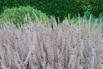 Lavandula ( lavender ) and green bush in Marina Bay area, Kirkland, WA, USA