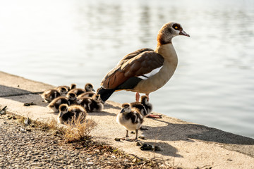 egyptian geese and goslings at the shore of main river