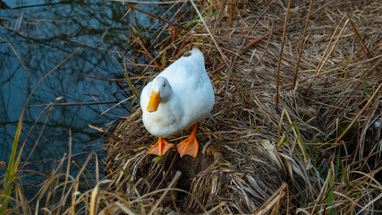 Fototapeta na wymiar Large Heavy White Aylesbury, Pekin.Peking Ducks, white feathers and yellow bills on pond