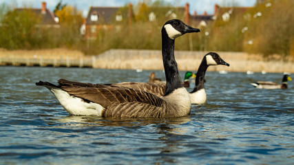 Large Canadian Goose close up at water level