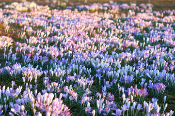 Obraz premium field of purple flowers
