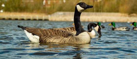 Large Canadian Goose close up at water level