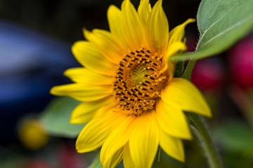 sunflower