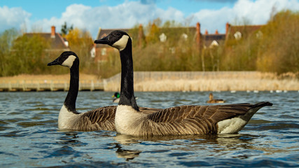 Large Canadian Goose close up at water level