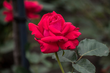 Rose flower closeup. Shallow depth of field. Spring flower of red rose