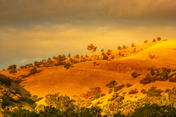 Golden hills