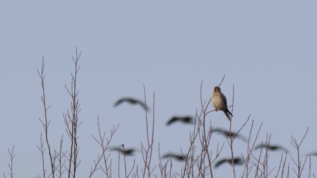 American Kestrel perched on branches watching birds in flight in the distance. Slow motion. Rare Moment, slow motion 1080p, Washington, USA. 