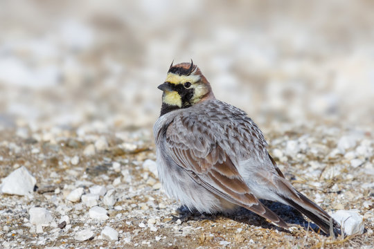Horned Lark searching for food on the snow