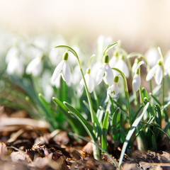 Changing seasons in nature, spring symbols, mood concept. Blooming delicate Snowdrop - Galanthus nivalis in sunny day, soft focus, closeup, blurred background.
