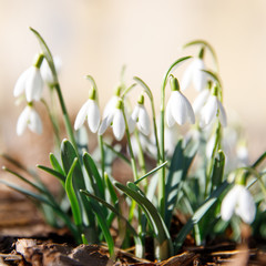 Changing seasons in nature, spring symbols, mood concept. Blooming delicate Snowdrop - Galanthus nivalis in sunny day, soft focus, closeup, blurred background.
