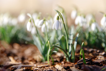 Changing seasons in nature, spring symbols, mood concept. Blooming delicate Snowdrop - Galanthus nivalis in sunny day, soft focus, copy space. 