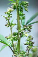 Male Red Pop Cannabis Plant Producing Seeds, Alt