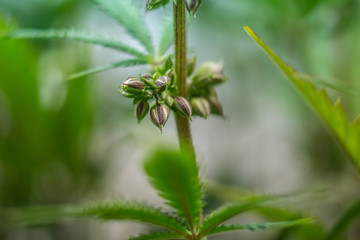 Male Red Pop Cannabis Plant Producing Seeds, Alt 4