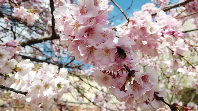 slow motion video of flowers in spring with sun, bees, colors and perfume
