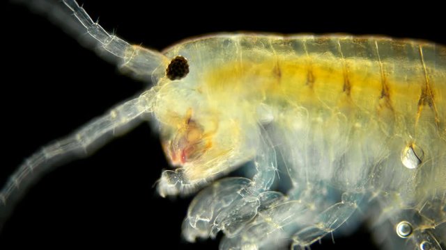 Amphipoda Gammarus Hyalella azteca crayfish is a good food for fish
