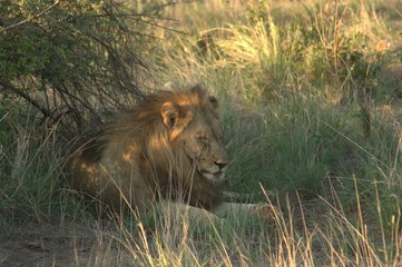 Fototapeta premium Lion