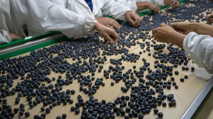 Crates of blueberries, Workers sort blueberries at a packing facility