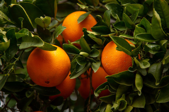 Citrus groves featuring oranges and green leaves